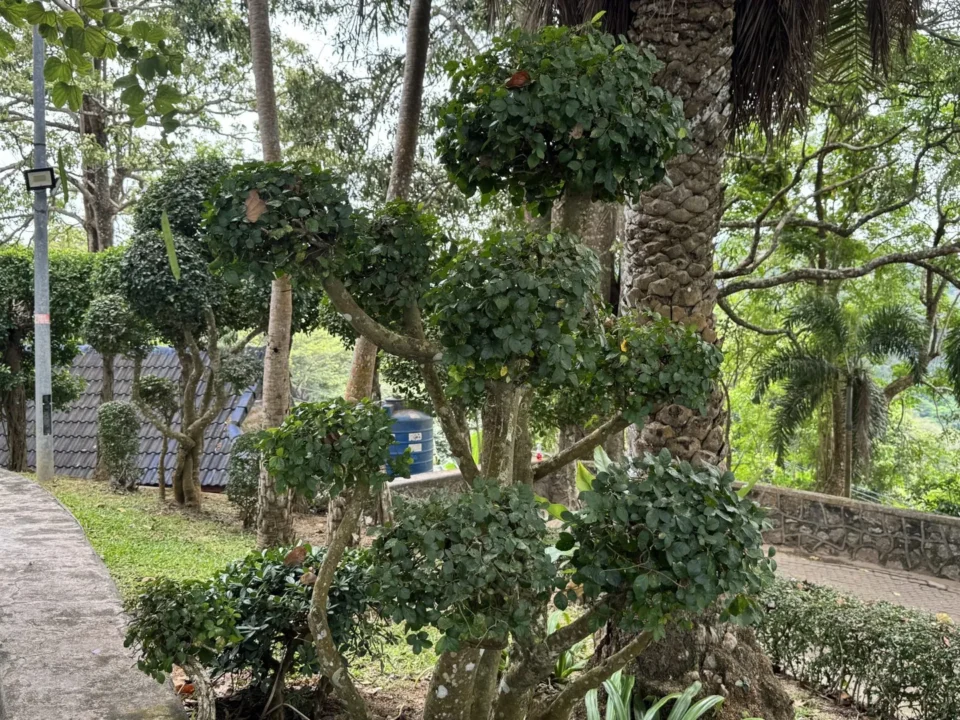 The estate gardens