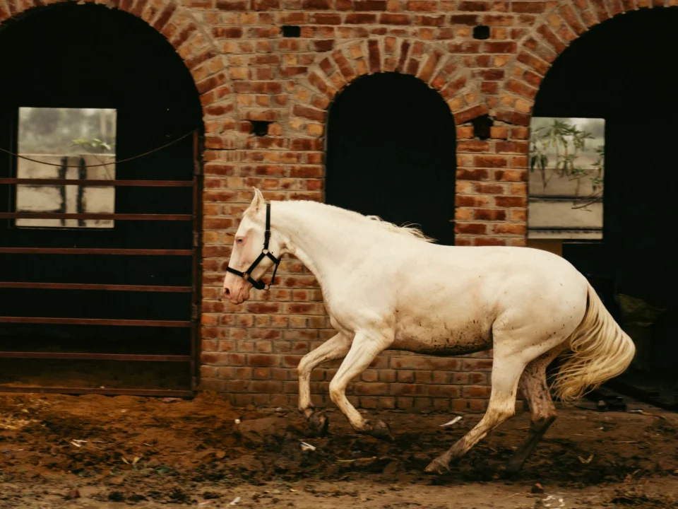 Horse Riding