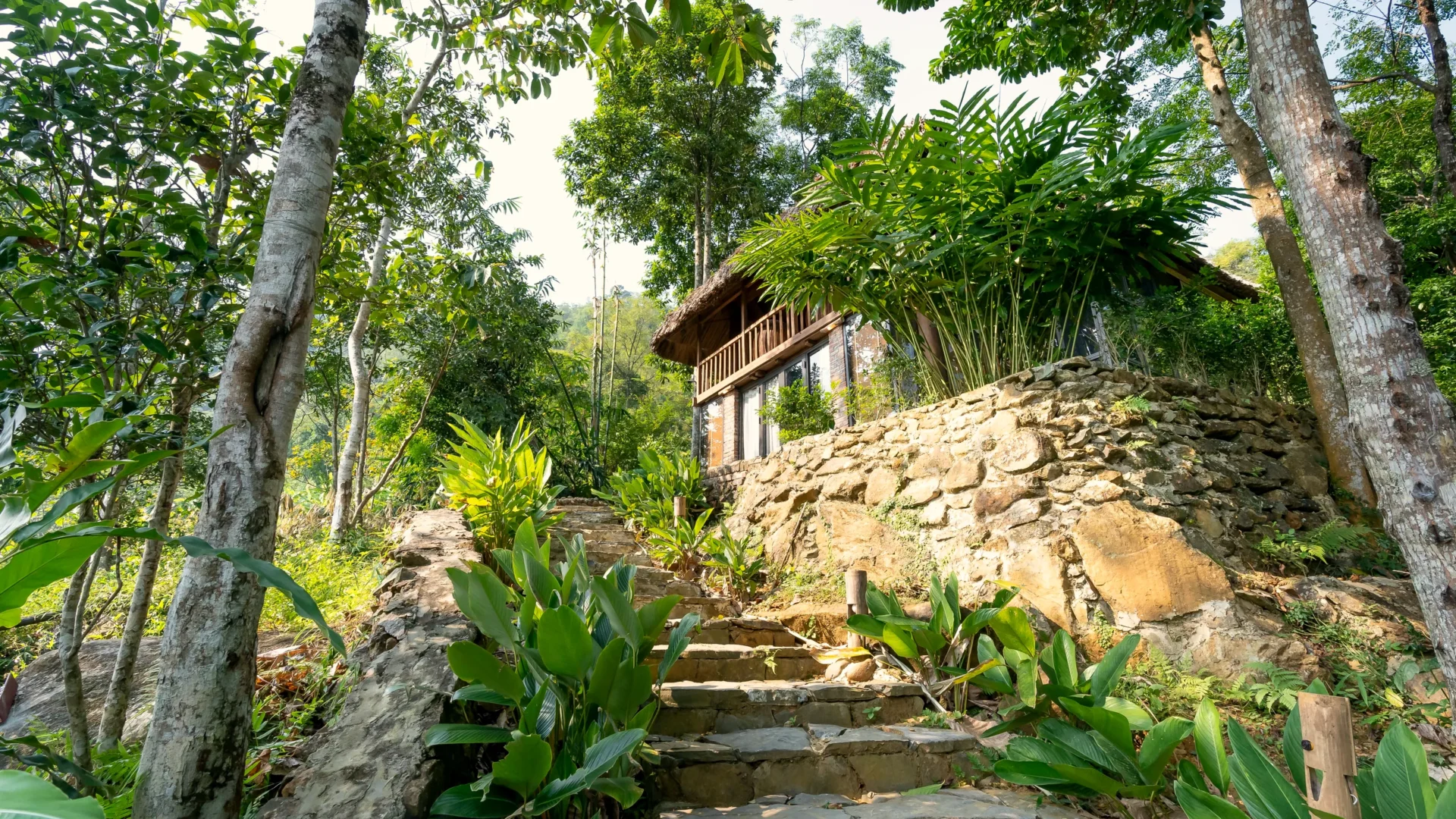 Tree Cottage among the canopy