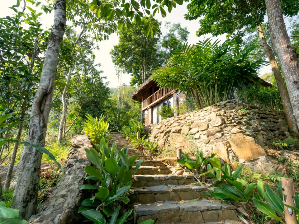 Tree Cottage among the canopy